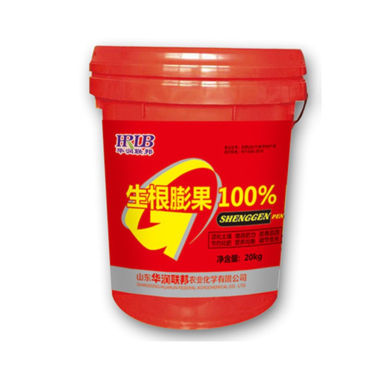 生根膨果100%